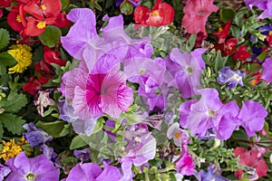 Glorious multi coloured Petunias