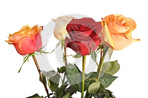 Multi-coloured roses