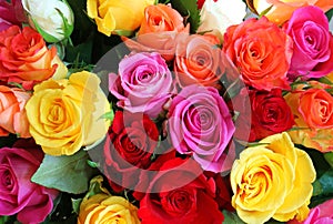 Multi coloured roses for background.