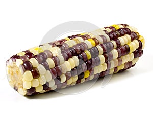 Multi Coloured Sweet Corn Cobs  white Background - Isolated