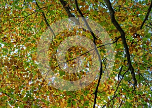 Autumn Backlit Fall leaf canopy