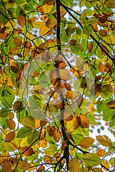 Autumn and Fall Colour leaves