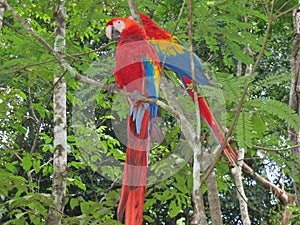 Multi coloured tropical park