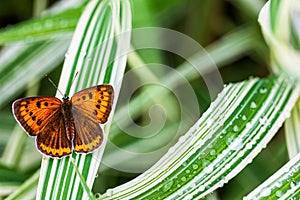 Multi-eyed unpaired butterfly Lycaena dispar on the green grass of falaris in the garden on a summer day after rain