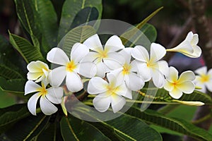 Multi Frangipanis flower
