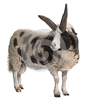 Multi-horned Jacob Ram, Ovis aries photo