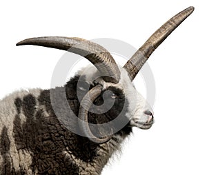 Multi-horned Jacob Ram, Ovis aries photo