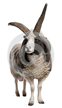 Multi-horned Jacob Ram, Ovis aries photo