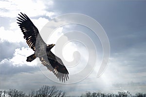 Immature Bald Eagle and Clouds