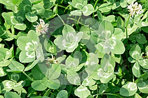 Multi-leaf clover