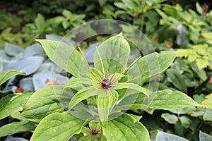 Multi leaf Paris plant in flower