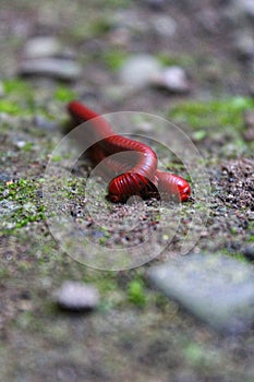 This multi-legged reptile belongs to the phylum Arthropoda and has the scientific name Milipede