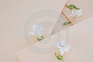 Multi-level beige background with flowers. Multiple levels of paper, refraction of light and shadow