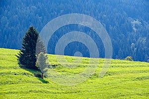 Multi level fields and forests in mountain area