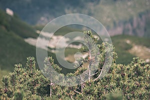 Multi level fields and forests in mountain area - vintage retro film look