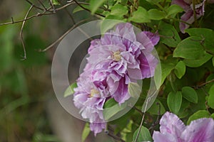 Multi-petalled clematis