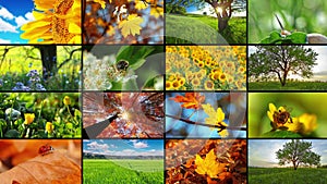 Multi-screen nature montage