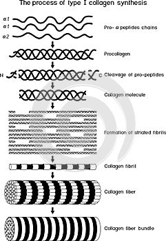 Multi-step process of type I collagen synthesis. Scheme of collagen biosynthesis