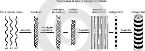 Multi-step process of type I collagen synthesis. Scheme of collagen biosynthesis