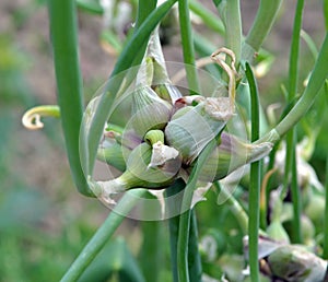 Multi-tiered onion Allium proliferum with air bulbs photo