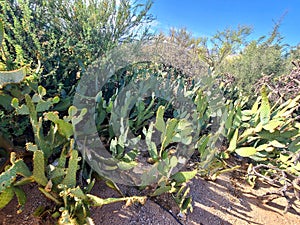 Multi Variety Desert  Cactus Crop Sprawled across Desert Floor  Prickly Pear  Barrel  Cholla  Vegatation Plants