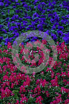 Multi vibrant colors flowerbed with different kinds of flower