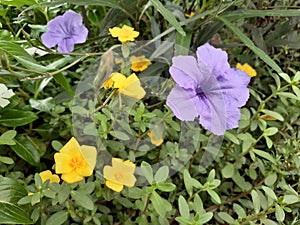 Multibred Multicolor Flowering Scene