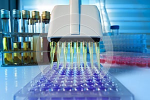 Multichannel pipette load samples in pcr microplate with 96 well