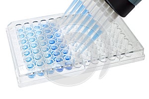 Multichannel pipette test sample on 96 wells plate photo