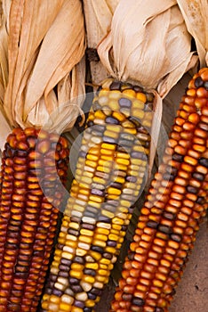 Multicilored corn on cob