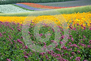 The multiciloured road