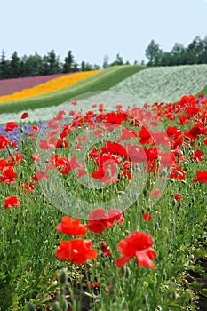 The multiciloured road