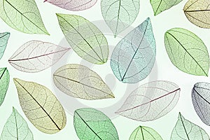 Multicolo, transparent leaves of the skeleton with a beautiful texture