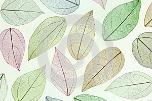 Multicolo, transparent leaves of the skeleton with a beautiful texture