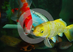 Multicolor Carp