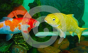 Multicolor Carp