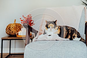 Multicolor cat pet relaxing on knitted plaid on modern armchair with autumn cozy decor with wicker pumpkin and burning