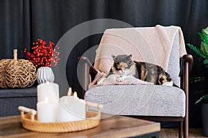 Multicolor cat pet relaxing on knitted plaid on modern armchair with autumn cozy decor with wicker pumpkin and burning