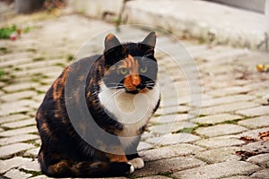 Multicolor cat sitting on a tiled road pavement outdoors on sunny day