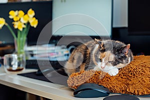 Multicolor cat sleeping on the desk of home based office with IT equipment. Working place with screen, laptop, keyboard