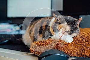 Multicolor cat sleeping on the desk of home based office with IT equipment. Working place with screen, laptop, keyboard