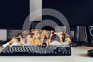 Multicolor cat sleeping on working desk at home-based office with IT equipment. Work place with few screens, keyboard and mouse.