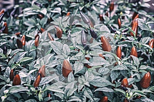 Multicolor Chili, Ornamental pepper plant with colorful peppers.