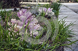 multicolor decorative cabbage in blossom