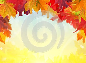 Multicolor fall maple leaves frame