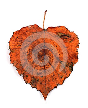 Multicolor falling autumn heart shaped leaf isolated on white background. Isolated leaves.