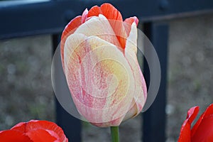 Multicolor Fancy Tulip, Close up