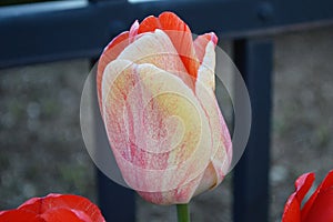 Multicolor Fancy Tulip, Close up