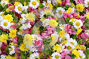 Multicolor Flower background