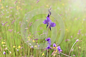 Multicolor flower meadow with purple and yellow, beautiful grass wild flower field, Utricularia delphinioides